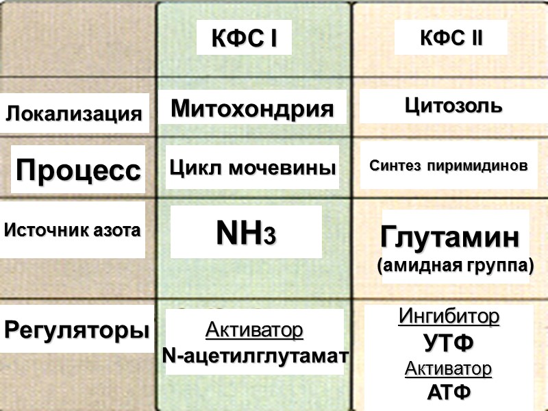 Митохондрия Цитозоль Локализация Процесс Цикл мочевины Синтез пиримидинов КФС I КФС II Источник азота